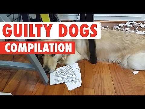 Guilty Dogs Video Compilation 2017