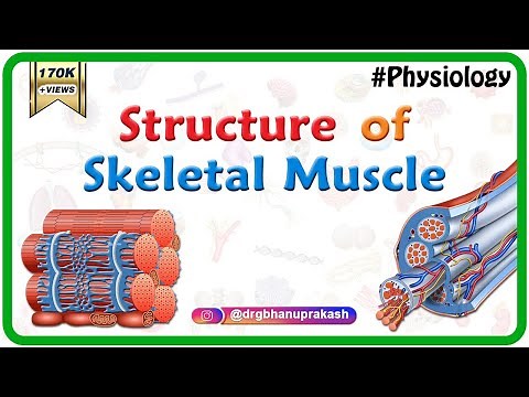 Structure of a skeletal muscle - Muscle Physiology Animations || USMLE Step 1