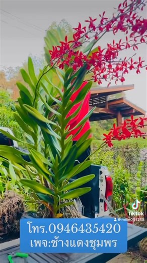 4.2K views · 105 reactions | บริการจัดส่งถึงหน้าบ้าน #จัดส่งทั่วประเทศ #เกษตรกร มีต้นพันธุ์จำหน่าย #กล้วยไม้ช้างแดงชุมพร 0946435420 | ช้างแดงชุมพร | Facebook