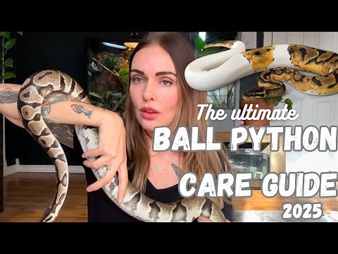 Ultimate BALL PYTHON Care Guide- (2025 Edition) Get them to THRIVE! 🐍