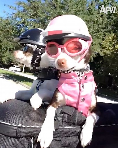 These little pups speak for themselves! 🐾 | America's Funniest Home Videos