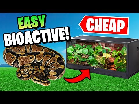 Bioactive Ball Python Setup on a Budget