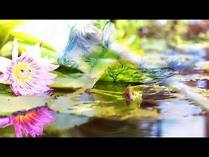 命の便り / タイニーマイニー feat. 初音ミク（実写 × 二次元 = モンタージュMV）- News of life