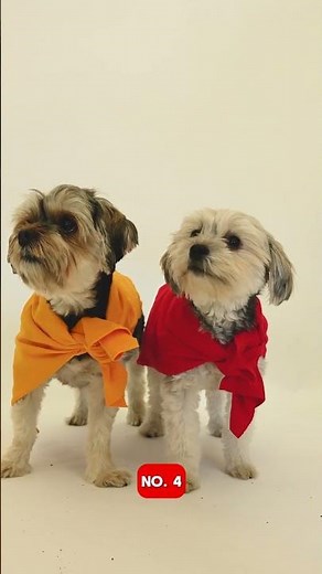 Top 5 Smallest Dog Breeds in the World | Cutest Tiny Dogs Ever!