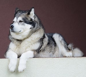 Alaskan Malamute: precio, comportamiento y cuidados | Razas de perros