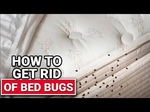 How To Get Rid of Bed Bugs - Ace Hardware