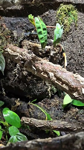 Green Tree Python - Bioactive Enclosure 🐍🌴