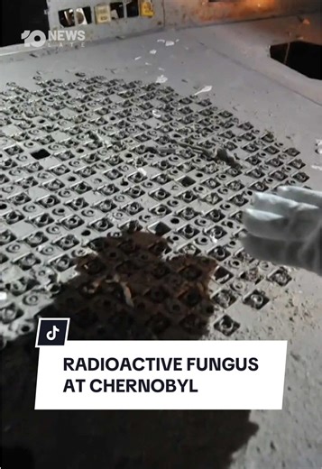 The site of the world’s worst nuclear disaster has turned into the home of a rare fungus, which scientists say could become a tool for space travel. An exclusion zone was set up surrounding Chernobyl after the 1986 explosion, leaving behind a highly radioactive wasteland that is deadly to almost all life. 10’s Late News explains. #10news #chernobyl