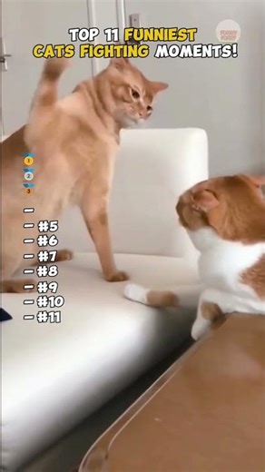 Top 11 FUNNIEST CATS FIGHTING Moments