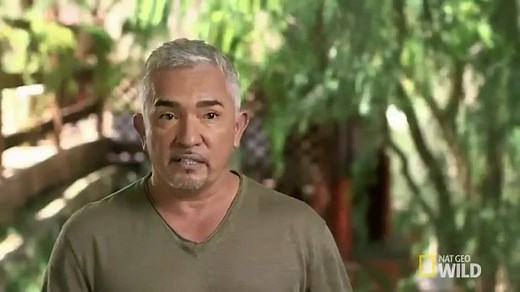 'Dog Whisperer' Cesar Millan Under Investigation For Possible Animal Cruelty