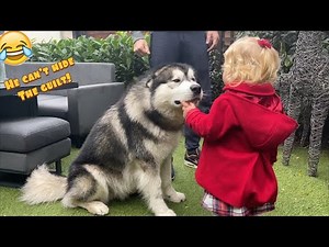 Adorable Baby Tells Off Giant Husky For Digging The Garden! He's So Guilty! (Cutest Ever!!)