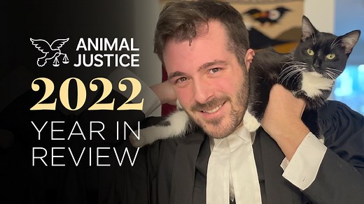 4K views · 145 reactions | You helped make 2022 a landmark year in Animal Justice’s mission for animal protection! Take a look at ALL that we achieved together in our Year In Review video  | Animal Justice | Facebook