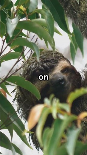 5 Fascinating Sloth Facts You Probably Didn’t Know