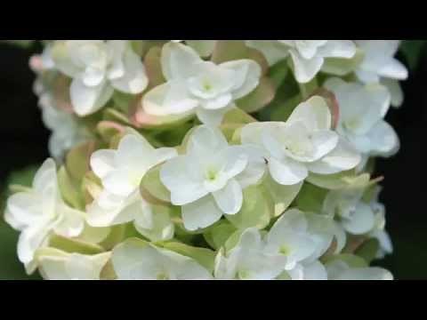 Breathing Practice - 10 Minute Guided Meditation