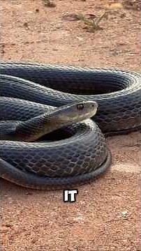 The Most Dangerous Snakes In the World!