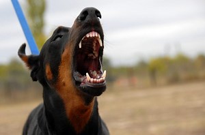 21 Scariest Dog Breeds: Dogs That Make Criminals Think Twice