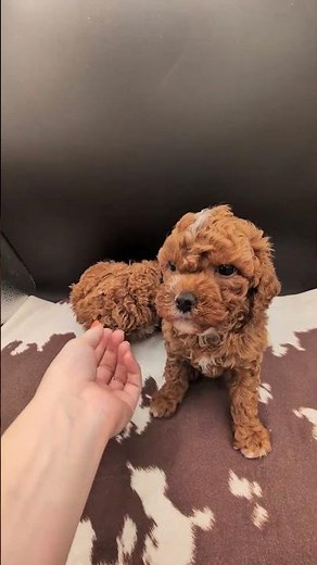 Forrest 🤎 & Autumn 🍁 Toy Cavapoos #fyp #puppy #cavapoopuppies #puppylove