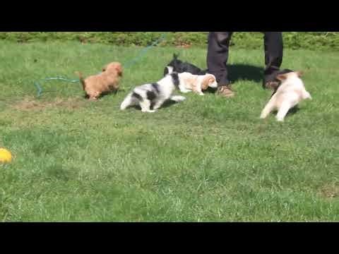 Cockapoo Puppies For Sale