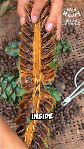 How Pine Nuts Are Harvested