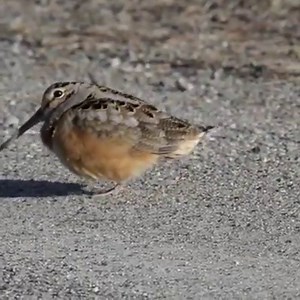 15M views · 65K reactions | This male American woodcock has some glide in his stride and some dip in his hip. It must be springtime at Moosehorn National Wildlife Refuge in Maine. Footage by Keith Ramos / USFWS | Center for Biological Diversity | Facebook