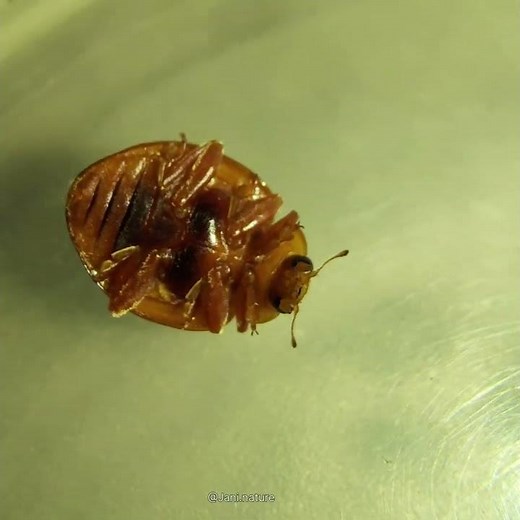 Big Ladybird Beetle | Coccinellidae