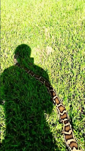 “Burmese Pythons: Nature’s Giant Hug Machines”