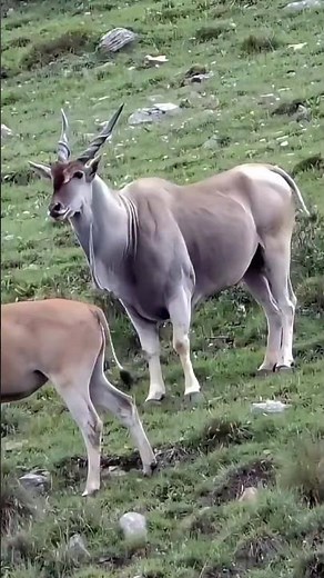 African Tribal Hunter Shoots a Walking Deer with Perfect Aim!"Short viral Video