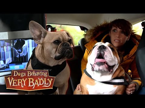 Most Destructive Dogs | Dogs Behaving Very Badly