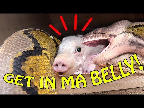 SNAKE ATE OUR PIG!