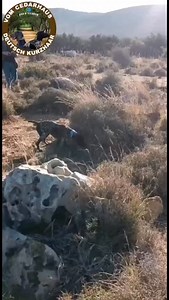 Gamma Cedar House From Cedar House Kennel 🎯🏆 | Cedar House Kennel - Main Page