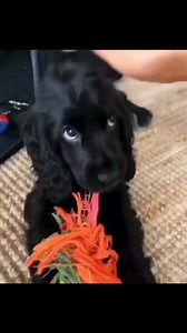 1.7M views · 13K reactions | 凉 | Cocker spaniel puppies for adoption near me | Facebook