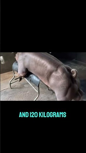 Key Physical Traits of Boars for Breeding Success | Dr.Vet