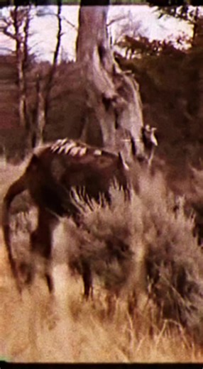 local Michigan man catches strange alien wolf like creature on film while walking his property hoax or real? #alien #michigan #wolf #wolves #cryptid