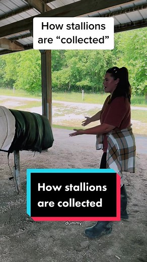 Understanding Stallion Collection for Breeding