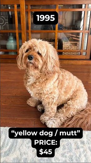 How much does a Cavapoo cost? 1995 vs 2025 ❤️🐶💰#cavapoo #youtubeshorts #ytshorts #dog