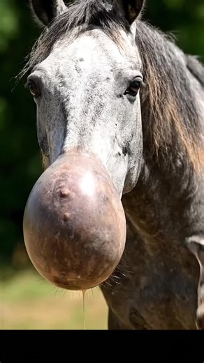 Exploring AI Innovations in Animal Behavior