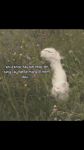 Video của 2H2 O2-->2H2O (@_miee.08) với bản nhạc nhạc nền - Tình Ka