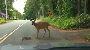 Heartwarming video: Scared baby deer in Bremerton rescued from road by mama