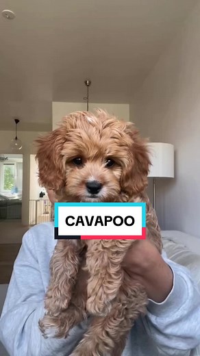 Cavapoo, or the cutest dog in the world 😍 What animal woukd you like to see next ? #cavapoo #cavapoopuppy #dogsoftiktok