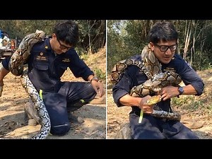 Snake Catcher Gets Python Wrapped Round Body
