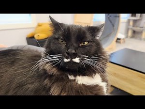 My cat’s purr is the cutest thing ever - Purr purr purr