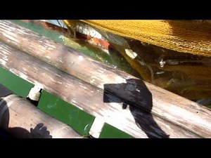 Snake Eats Women ALIVE!