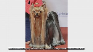 Top 10 Common Health Problems in Yorkshire Terriers