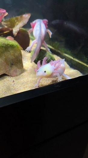 Discover Axolotl Noises and Sounds