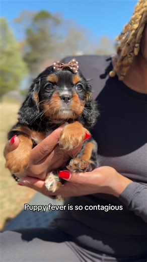 Discover the Adorable Truffles: Our Phantom Toy Cavapoo