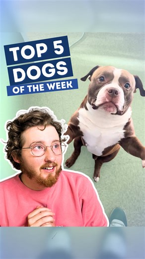 Top 5 Dogs of the Week Highlights!