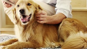 3.3K views · 48 reactions | k9dogbeds.com K9 DesignerTM line of dog beds. Slipcover technology and waterproof membrane developed by K9 Engineers combined with exclusive pretty patterns from Wendy Bellissimo. Durable luxury for gentle dogs. | K9 Ballistics Dog Beds | Facebook