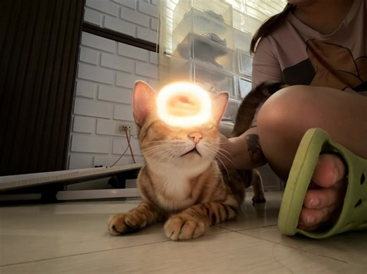 Bengal cats are energetic, intelligent, curious, affectionate, and have a wild-looking, sleek, glittery coat. They are vocal, adventurous, and often enjoy water. #cats #bengalcat #catlovers | Connecting Lives TV