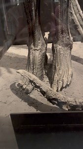 8.5M views · 98K reactions | The original costume | Xenomorph Fanspage | Facebook