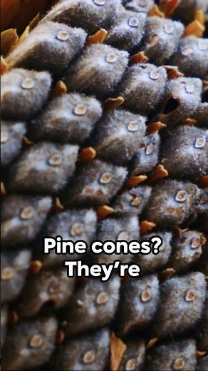 The Beauty of the Fibonacci Sequence in Nature